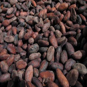  Fèves De Cacao En Vente Par Préfinancement - café cacao thé notre coopérative agricole basée à divo en côte d'ivoire vous fournir par préfinancement des fèves de cacao de très bonnes qualités durant la petite traité--prix- 1250 francs cfa livré à abidjan----quantité estim&eacu