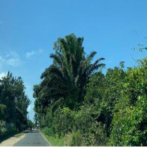  Concession Rn5/hors Tamatave - mine terrain concession je cherche un client pour notre terrain à vendre supperficie-8000m² ,  antaratasy, 4km avant l'entrée full point(ville touristique),  1er position sur la route rn5.