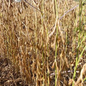  Coton Et Soja Disponibles - semence graine plant pour tous vos besoins en soja et en coton nous sommes disposés à vous satisfaire. nous disposons d'une importance quantité pouvant etre livré jusqu'à 10000tonnes voir 15000tonnes.--svp,  nous recherchons des partenaires ou clients sérieux avec lesquels l'on p
