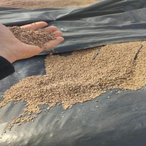  Biomass Bois Coque Grignon Olive - energie renouvelable disponible ---grignon d'olive usée - 20000 t--coque d'olive - 400 t,  capacité - 10 t/jour--usine - sousse,  tunisie / algier,  algérie 