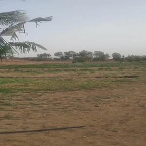  Location Terrain Agricole - Industrie exploitation je loue un terrain agricole de 4'5 hectares situ&eacute; &agrave; saint louis du s&eacute;n&eacute;gal. le terrain est tr&egrave;s bien plac&eacute; et bien &eacute;quip&eacute; connect&eacute; directement avec le lac situ&eacute; &agrave; 20 m&egrave;tres. donc l'irrigation est tr&egrave;s largem