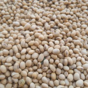  Céréales Disponible En Quantité Et Qualité - céréales arachides rouge,  maïs blanc,  soja,  tourteau d'arachide,  son de blé,  disponible garoua,  yaoundé,  douala,  ngaoudere.--discrimination sur tout le territoire camerounais. si jamais vous etes intéressé veuillez me contacter en ib pour plus d'informations.