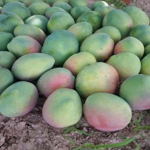  Mangues Fraiches, Mangues Sechees, Noix De Cajou, - fruits et légumes nous sommes une société d'exportation de fruits et légumes basée au burkina faso travaillant avec des producteurs experimentés et certifiés.nos produits sont certifiés global gap et meme ecocert. nous sommes en mesure de fournir des mangues(amelie,  ke
