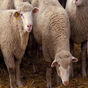  Gestión Et Conseil Pour Importation Des Ovines - animaux vivants bonjour,  nous sommes une société de gestion et  de sourcing et de conseil située à tanger,  notre équipe marketing est disponible pour accompagner les importateurs et les clients intéressés par l'importation de ovins  d'espagne,  nous fournissons des se