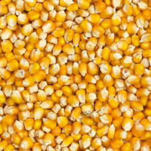  Vente De Maïs - autres maïs de qualit&eacute; sup&eacute;rieure a vendre chers transformateurs alimentaires consommateur et &eacute;leveurs &agrave; la recherche de la meilleure qualit&eacute; de maïs pour r&eacute;pondre &agrave; vos besoins uniques? ne cherchez plus! notre maïs de premi&egrave;re qualit&eacute; est