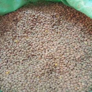  Grande Quantité De Lentilles Disponibles. - fruits secs et graines grillées 2000 tonnes de lentilles disponibles actuellement &agrave; l ouest de la c&ocirc;te d ivoire le kg est 2300 cfa. contact&eacute; moi pour plus d'informations. merci 