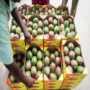  Mangue Kent Disponible Pour Exportation - fruits et légumes la délicatesse tropicale prete à conquérir le monde !----cultivées avec soin dans les vergers ensoleillés,  ces mangues kent sont le summum de la saveur et de la qualité. leur chair juteuse et sucrée fond délicieusement en bouche,  offrant une ex