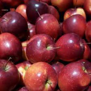  Vente Des Différentes Variétés De Pomme Du Maroc - fruits et légumes nous sommes fournisseur et producteur marocain des pommes avec ses diff&eacute;rentes vari&eacute;t&eacute;s et sans interm&eacute;diaire pour le march&eacute; local et l'export.  ----merci de me contacter.