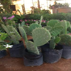  Vente De Plants, Raquettes De Figuier De Barbarie - semence graine plant nous mettons &agrave; la vente des plants et raquettes de figuier de barbarie'moussa' en bon etat sanitaire et indemnes de toute maladie ou parasite. si vous etes interess&eacute;s veuillez nous contacter.