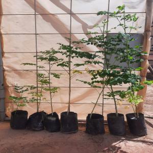  Vente De Semences Et Plants De Moringa Oleifera - semence graine plant nous proposons &agrave; la vente des semences et plants de moringa oleifera certifi&eacute;s bio.nos semences et nos plants sont en bon etat sanitaire et indemes de toute maladie ou parasite.si vous etes interess&eacute;s veuillez nous contacter.