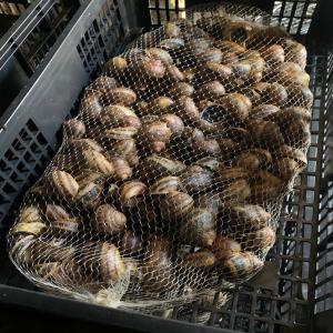  Vente D'escargots Et Caviar D'escargots - animaux vivants vente d'escargots et caviar d'escargots--notre ferme d'escargots familiale vend ---- escargots gros gris (hélix aspersa maxima) vivants.--- caviar d'escargots (hélix aspersa maxima) frais sur commande.--nous produisons environ 5 à 7 tonnes d'escargots vivants par an.--commande m