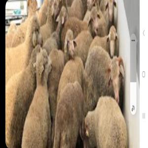  Recherche Fournisseur Agneaux Pour Maroc - animaux vivants soci&eacute;t&eacute;  d'&eacute;levage bas&eacute;e dans la r&eacute;gion de casblanca maroc recherche fournisseuŕ d'agneaux vivant---quantit&eacute;s - 400 a 500 (dont 10 % de sexe f sans condition ni de poids ni d'age)--poids entre 25 et 35 kĝ --age 4  mois au plus--race merinos au autr