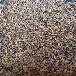  Les Asticots De Mouches Soldats Noires - aliments pour animaux avez-vous besoin d'un aliment sain et pour booster la croissance de vos animaux ? plus de soucis. les larves de mouches soldats noires sont une source de protéine,  de graisse,  de calcium,  d'énergie,  de vitamine et de minéraux de haute qualité pour les animaux d'éle
