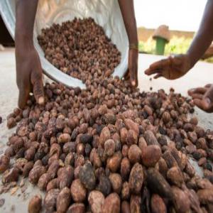  Beurre De Karité - huiles nous commercialisons le beurre de karité produit d'une union de femme coopérant pour une production a grand échelle dans la l'approvisionnement de beurre de karité naturel par extraction artisanale.----production et conditionnement au cameroun nous sommes disponibles pour