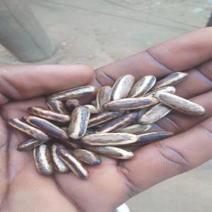  Graines D'ébène - semence graine plant bonjour --quantité de semences d ébène origine du gabon cherche client direct produits testé à valeur de haute qualité pour obtenir un bois bien noir