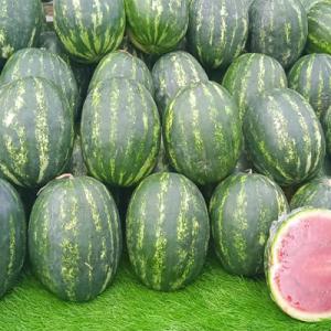  Pastèques De Qualité Supérieure Prix Compétitif - fruits et légumes d&eacute;couvrez la fra&icirc;cheur de la tunisie avec nos past&egrave;ques juteuses et succulentes,  directement des terres fertiles &agrave; votre march&eacute;. nos past&egrave;ques sont cultiv&eacute;es avec soin,  garantissant une qualit&eacute; exceptionnelle &agrave; des prix comp&eacute;titifs