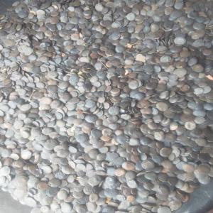  Du Griffonia Disponible Maintenant - fruits secs et graines grillées nous sommes une soci&eacute;t&eacute; install&eacute;e en c&ocirc;te d'ivoire sp&eacute;cialis&eacute;e dans la production et l'exportation de graines de grifonia. nous offrons des produits de qualit&eacute; et avons du stock disponible. nos produits sont conditionn&eacute;e dans des sacs de 25kg