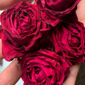  Producteur Rose Grade Alimentaire - horticulture plante biocarburant nous sommes producteurs de roses double crimson glory et autres vari&eacute;t&eacute;s en grades cosm&eacute;tique ou alimentaire conformes aux exigences europ&eacute;ennes pour application directe usage culinaire divers p&acirc;tisserie infusion extraction fleurs s&eacute;ch&eacute;es pr&ea