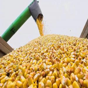  Spot Feed Corn Mais Por Betaille - aliments pour animaux disponible spot animal feed corn 12.000 mt moldavia origin guergulesti port moisture max 14 5% broken kernels max 5%. damaged kernels max 5% (incl. heat damaged kernels max 2%) foreign matter max 5% aflatoxin b1+b2 10 ppb max total aflatoxin 10 ppb max ambrosia 50 ppm max aflatox