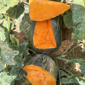  Vente Courge Large - fruits et légumes il ya grand quantité du courge large au maroc a la région du agadir on vente cette marchandise cif poids du courge entre 5 kg et 20 kg il 200 tonnes 