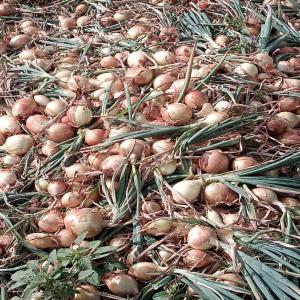  Cherchons Clients Pour Grand Stock Deja Disponibl - fruits et légumes nous sommes une organisation paysanne sénégalaise . nous avons sur l'année de grands stocks de fruits, légumes et céréales exclusivement d'afrique. nous recherchons des clients internationaux pour diversifier notre clientèle. au besoin n'hésitez