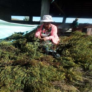  Huile Essentielle De Tagète Munita De Fianarantso - huiles vous etes &agrave; la recherche d'une source fiable et de qualit&eacute; pour vous approvisionner en huile essentielle de tag&egrave;te munita ? faites confiance &agrave; notre coop&eacute;rative agricole bas&eacute;e &agrave; fianarantsoa au c&oelig;ur de la r&eacute;gion de production. notre