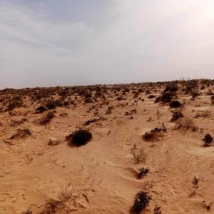  Location Terrain Agricole - mine terrain concession location terrain agricole vierge de 100 hectares titre foncé à kebili (sud tunisien)--le terrain peut etre exploiter sous forme d'investissement---1/plantation des oliviers et palmiers--2/plantation des champs énergie solaire--location annuel -250 000dt /100 hectares 
