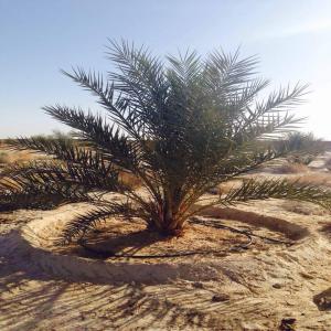  Une Opportunité Pour Investir Au Sud De La Tunisi - autres vente terrain agricole aménagé titre foncé 50 hectares à kebili (sud tunisien)----3000 dattiers (deglet nour) âgé 5 ans---3 puits d'eau---photovoltaique 