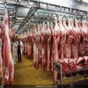  Export Viande Bovine En Carcasse Et En Quartiers - viandes et oeufs  ---- -- bonjour ,  --on peut vous proposer de la viande bovine halal en carcasse entiers,  ou découpées en 4 quarts . de notre abattoir en pologne ,  .-- . tous les certificats sont disponibles-- - certificat halal --- certificat sanitaire ---certificat de qualité aux normes . .--