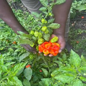 Recherche De Client Pour Piment Vert - matiere vegetale nous sommes des jeunes entrepreneurs. nous cultivons le piments verts en grande quantité. nous voulons actuellement commercialiser un peu partout dans le monde. nous serions très heureux de vous rencontrer et faire affaire avec vous. 
