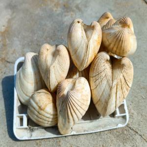  Coquillage Moulu Et Coquillage Entier - aliments pour animaux nous sommes une société ivoirienne spécialisée dans la production et la commercialisation de coquillage moulu et coquillage entier pour alimentation animale.--par notre expérience en sélection et en production de coquillage moulu,  nous garantissons un produi