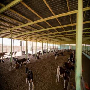  Engraissement Veaux - animaux vivants v&eacute;t&eacute;rinaire sp&eacute;cialis&eacute; dans les veaux et les vaches.je recherche un partenaire financ&eacute; par l'alg&eacute;rie ou europe pour financier ce projet vaches et de veaux &agrave; l'engrais.. un bon projet et une &eacute;tude pr&eacute;cieuse pour faire du projet une r&eacu