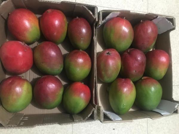  Offre Mangues Kent Export_c. Ivoire /sénégal - fruits et légumes entreprise fran&ccedil;aise sp&eacute;cialis&eacute;e dans le sourcing et l’interm&eacute;diation commerciale de fruits tropicaux nous facilitons la mise en relation entre producteurs/exportateurs d’afrique de l’ouest et importateurs europ&eacute;ens. gr&acirc;ce &agrave; un r&eacute;seau solide