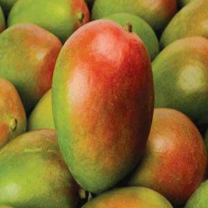  Mangue Fraiche Du Mali - fruits et légumes le mali est l’un des principaux producteurs et exportateurs de mangues en afrique de l’ouest. la campagne a récemment débuté au mali,  nous disposons d'une quantité importante de mangues fraiches de variétés- amelie,  kent et keitt--certifié globalgap.-