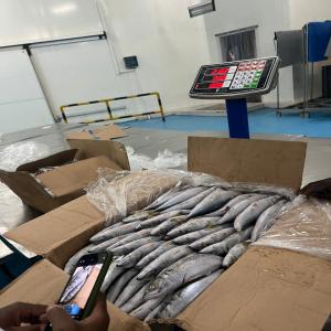  Recherche D'acheteurs De Poissons Frais - poissons liste des poissons disponibles et leurs prix fob en euro par kg--mulet gg  1.566--mulet g  1.49--mulet m  1.395--mulet p  1.3095--pelon mixte  1.395--pelon p  1.395--chinchand noir m  1.395--chinchard noir p  1.225--chinchard noir 2p  1.395--chinchard blanc m  1.779--chinchand blanc p  1.651--sompat
