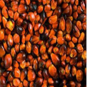  Cacao Noix De Cajou Graine Et Huile De Palme - café cacao thé nous sommes la société en côte d'ivoire et nous proposons en ventes  les produits agricoles suivants de bonne qualité et en toute sécurité- --cacao - noix de cajou - graine et huile de palme --