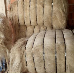  Fibre Bananière Naturelle - autres le bananier,  une plante aux multiples usages,  offre une fibre naturelle aux propri&eacute;t&eacute;s remarquables. obtenu &agrave; partir des tiges de la plante,  le bananier fournit une fibre robuste,  souple et biod&eacute;gradable,  id&eacute;ale pour de nombreuses applications artisanales et indust