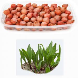  Ognion Sauvage D'algérie - fruits et légumes mes salutations mes dames et monsieur--on est là société d'exportation bône export algérie on vous propose ognion sauvage d'algérie naturel pour l'exportation vers l'europe,  plus d'informations veuillez nous contacter merci