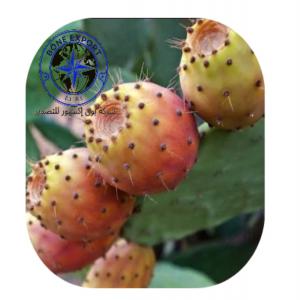  Figue De Barbarie En Algérie - fruits et légumes mes salutations--on vous propose le figue d'algérie en grosse quantité pret à l'exportation vers le monde entier pour plus d'informations veuillez nous contacter merci