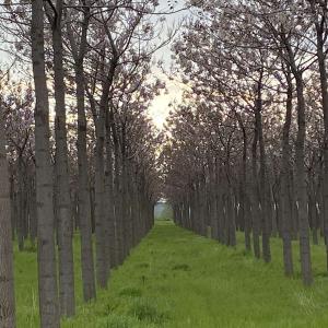  Vendre! Grumes De Bois Paulownia! - bois charbon fibre a vendre bois de paulownia de qualité a , élevé pendant 10ans avec plus grands soin.4800 arbres d'une hauteur moyenne entre 8-10 mètres.--95% du bois est classé a!--8 hectars