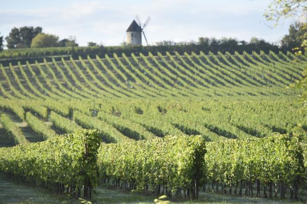  Vins De Bordeaux Toutes Appellations - vins propriétaire/négociant en vins de bordeaux - toutes appellations - crémant --conditionnement 75 cl - bib - cannettes--nous avons pour mission de faire découvrir nos vins uniques et authentiques aux professionnels du monde entier.--notre entreprise se distingue par,  des pr