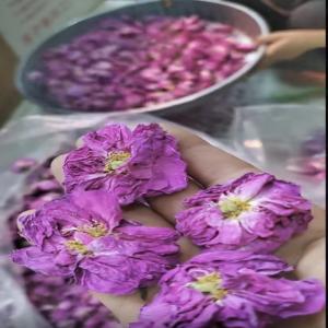  Roses De Damas Séchées Grade Alimentaire - horticulture plante biocarburant nous vendons des roses de damas de tr&egrave;s belle qualit&eacute; grade alimentaire origine xinjiang chine s&eacute;chage en douceur par lyophilisation sans d&eacute;t&eacute;rioration des &eacute;l&eacute;ments nutritifs et pigments pr&eacute;sents originellement dans la fleur. conditionneme