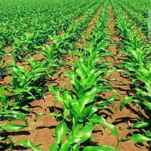  Terrain Vendre - mine terrain concession pour des projets agricoles d'envergure disponible au cameroun r&eacute;gion du littoral &agrave; 1 heures de l'a&eacute;roport et le port de douala plusieurs terrains allant jusqu'&agrave; 1000 ha par lot &agrave; vendre pour plus d'informations bien vouloir me contacter par mail 