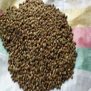  Café Vert - café cacao thé nous disposons prét de 200 tonnes de café arabica et robusta  dans notre usine de très haut qualité et de différents grade  .nous recherchons un partenariat avec une structure ou un particulier pour un contrat à long terme  au quelles nous pouvons leurs livr