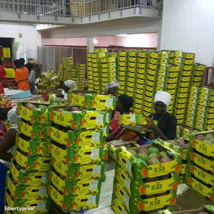  Mange Kent Disponible - fruits et légumes mangues kent de qualit&eacute; sup&eacute;rieure disponibles pour l exportation--nous sommes ravis de vous proposer nos d&eacute;licieuses mangues kent,  une vari&eacute;t&eacute; r&eacute;put&eacute;e pour sa saveur exceptionnelle et sa texture fondante. cultiv&eacute;es dans des conditions id&eacut