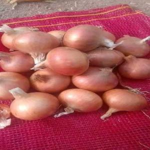  Oignon - fruits et légumes envie de collaborer sur des produits exotiques de madagascar ? nous sommes &agrave; la recherche de partenaires passionn&eacute;s pour introduire sur le march&eacute; des oignons exceptionnels,  cultiv&eacute;s dans les terres fertiles de madagascar. notre engagement envers la qualit&eacute; et l'aut