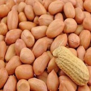  Recherche De Clients Grossistes Graines Arachides - semence graine plant nous disposons actuellement de grandes quantit&eacute;s de graines d'arachides d&eacute;cortiqu&eacute;es de bonne qualit&eacute; en stock au s&eacute;n&eacute;gal. contactez par t&eacute;l&eacute;phone ou par email (s&eacute;n&eacute;gal).