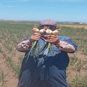  Hectares D'oignons Printanières Jaunes Àvendre - fruits et légumes 4 hectares d'oignons printanières fraiches jaunes sur le champ à vendre.--la collecte se fait le temps voulu par le client,  dernier délais fin mois mai.--quantité à déterminer. prix à négocier. --