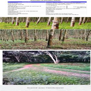  Plantation D'hévéa Vendre Urgemment - mine terrain concession nous cedons pour deux héritières une plantation d'hévéa héritée de leur père.--région de touba en côte d'ivoire--------prix de vente- 59 millions de francs cfa----superficie - 11, 91 hectares----nb- toutes les vidéos,  photos ,  docum