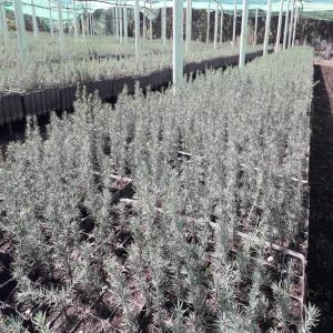  Cèdre De L'atlas - semence graine plant nous produisons des plants de cèdre de l'atlas dans les montagnes de l'atlas (sur le site du biotope de la variété).--nous produisons sur commande et fournissons toute la documentation et certificats sanitaire,  de traçabilité,  d'origine nécessaires à 